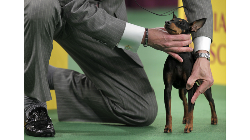 Illustration for article titled Elegant Updos and Classy Coats at the Westminster Dog Show